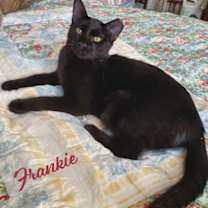 Thumbnail photo of Frankie #bonded-to-Sweet-Peach #1