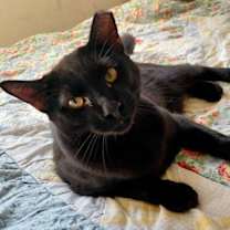 Thumbnail photo of Frankie #bonded-to-Sweet-Peach #3