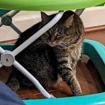 Thumbnail photo of Rosie #2