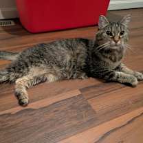 Thumbnail photo of Rosie #3