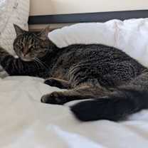 Thumbnail photo of Rosie #4