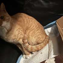 Thumbnail photo of Ginger #2