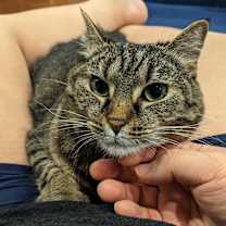 Thumbnail photo of Rosie #1