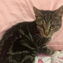 Thumbnail photo of Smores #1