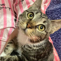 Thumbnail photo of Smores #2