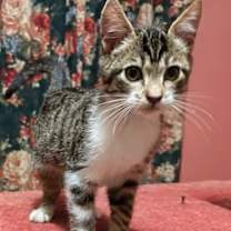 Thumbnail photo of Rupert #2