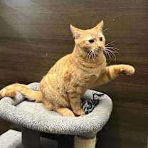 Thumbnail photo of Beanie #2