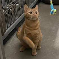 Thumbnail photo of Beanie #3