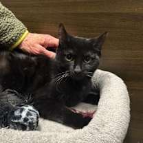 Thumbnail photo of Beanie #4