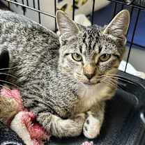 Thumbnail photo of Caprese #4