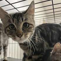 Thumbnail photo of Lenore #2