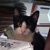 Thumbnail photo of Jeeves #1