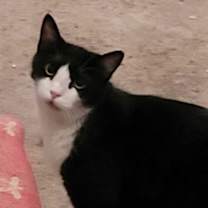 Thumbnail photo of Jeeves #3