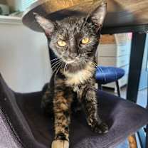 Thumbnail photo of B Kitties : Bailey #2