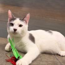 Thumbnail photo of Ollie #1