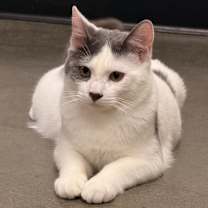 Thumbnail photo of Ollie #3