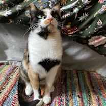 Thumbnail photo of Fig #2