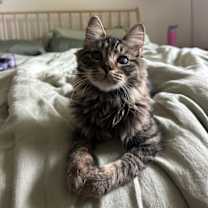 Thumbnail photo of Ozzie 4915 #1