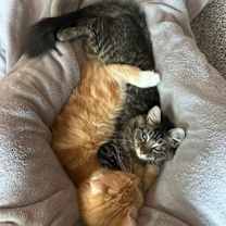 Thumbnail photo of Ozzie 4915 #2