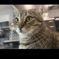 Thumbnail photo of Hoochu #2