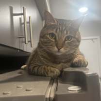 Thumbnail photo of Hoochu #4