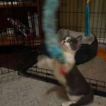 Thumbnail photo of Countess von Hisserton #3