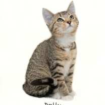 Thumbnail photo of Dolly #1