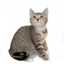 Thumbnail photo of Dolly #2