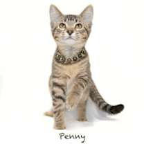 Thumbnail photo of Penny #1