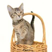 Thumbnail photo of Penny #2