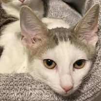 Thumbnail photo of Petal #1