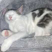 Thumbnail photo of Petal #2