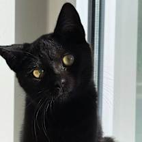 Thumbnail photo of Oakley Miles #1