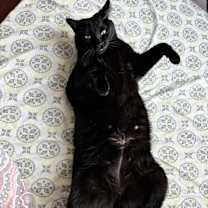 Thumbnail photo of Buttercup #1