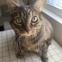 Thumbnail photo of Pippa #1