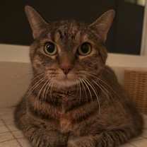 Thumbnail photo of Pippa #2