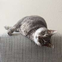 Thumbnail photo of Maggie #2