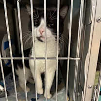 Thumbnail photo of Pico #2