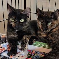 Thumbnail photo of Miss Tea #2