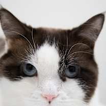 Thumbnail photo of Puzzle #2