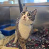 Thumbnail photo of Gummy Bear #1