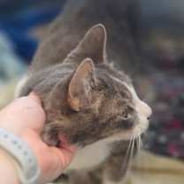 Thumbnail photo of Gummy Bear #2