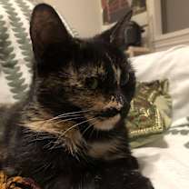 Thumbnail photo of Rosie #1