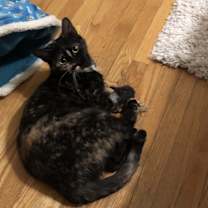 Thumbnail photo of Rosie #2