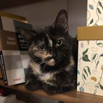 Thumbnail photo of Rosie #3