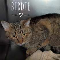 Thumbnail photo of Birdie #1