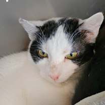 Thumbnail photo of Robin #1