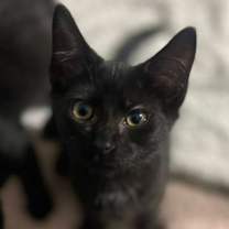 Thumbnail photo of Count Dooku #2