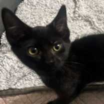 Thumbnail photo of Mara Jade #2