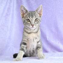 Thumbnail photo of Yoshi #1